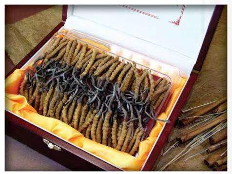 遂宁冬虫夏草回收